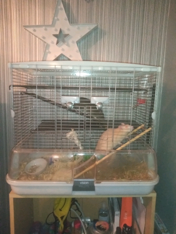 gumtree rat cage